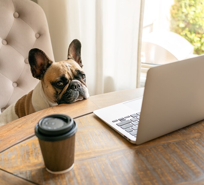 Dog looking at laptop